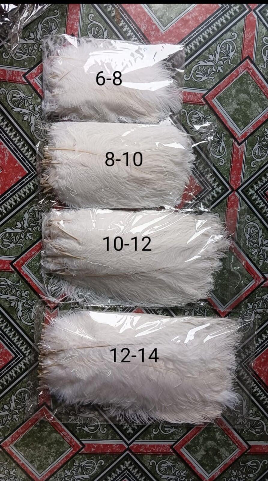 Ostrich feather